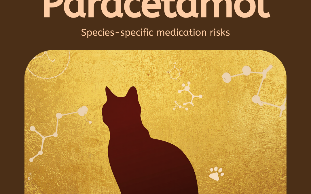 Why Cats Can’t Take Paracetamol — And What Compounding Solves