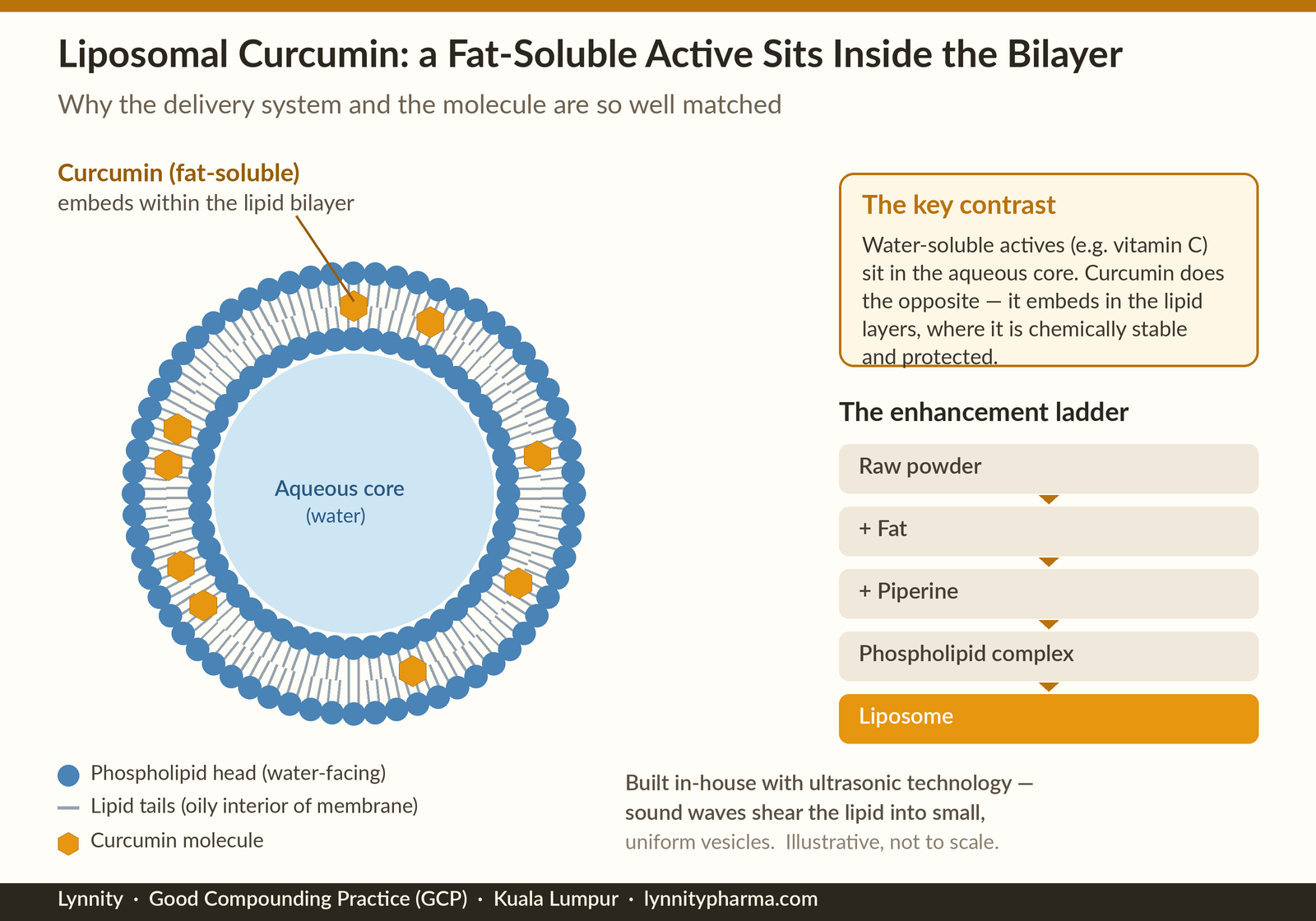 Liposomal curcumin bilayer structure diagram — a fat-soluble active seated within the phospholipid bilayer, with the enhancement ladder from raw powder to liposome