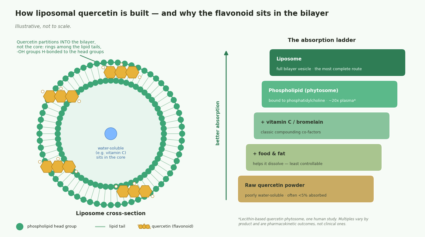 Liposomal quercetin bilayer structure diagram — a poorly water-soluble flavonoid seated within the phospholipid bilayer at the head-group interface, with the enhancement ladder from raw powder to liposome