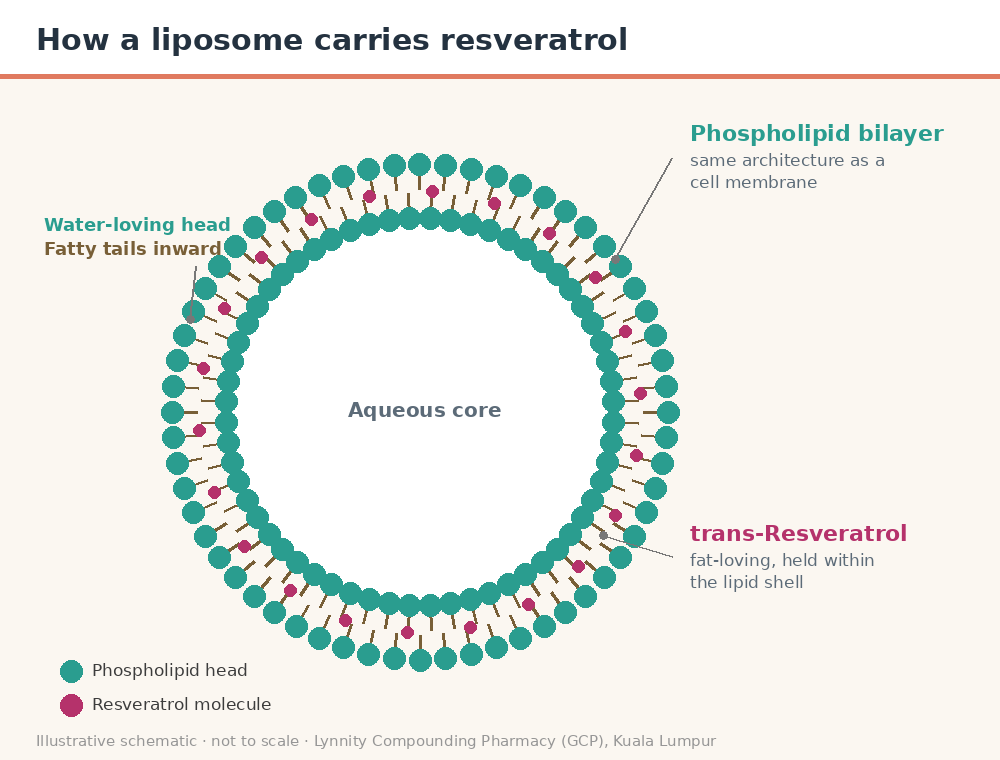 Compounded Liposomal Resveratrol in Malaysia: A Practitioner's Guide for Longevity and Healthy-Ageing Clinics — structure diagram