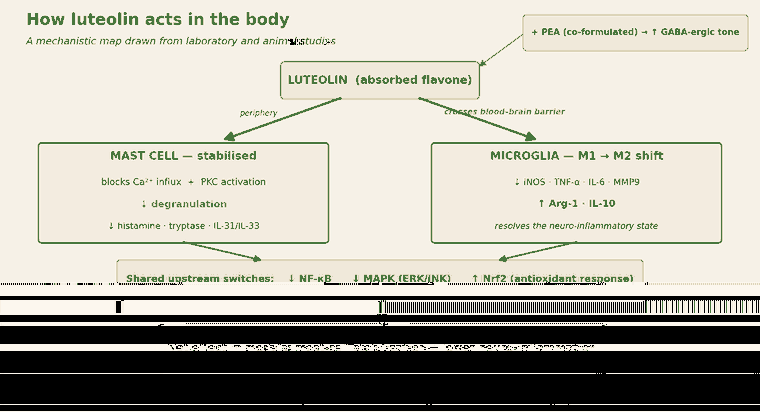 Luteolin mechanism: mast-cell stabilisation, microglial M1 to M2 shift, NF-kB MAPK Nrf2 switches