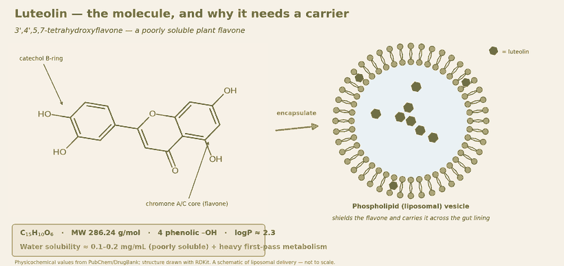 Luteolin molecular structure (C15H10O6) and liposomal phospholipid-vesicle delivery