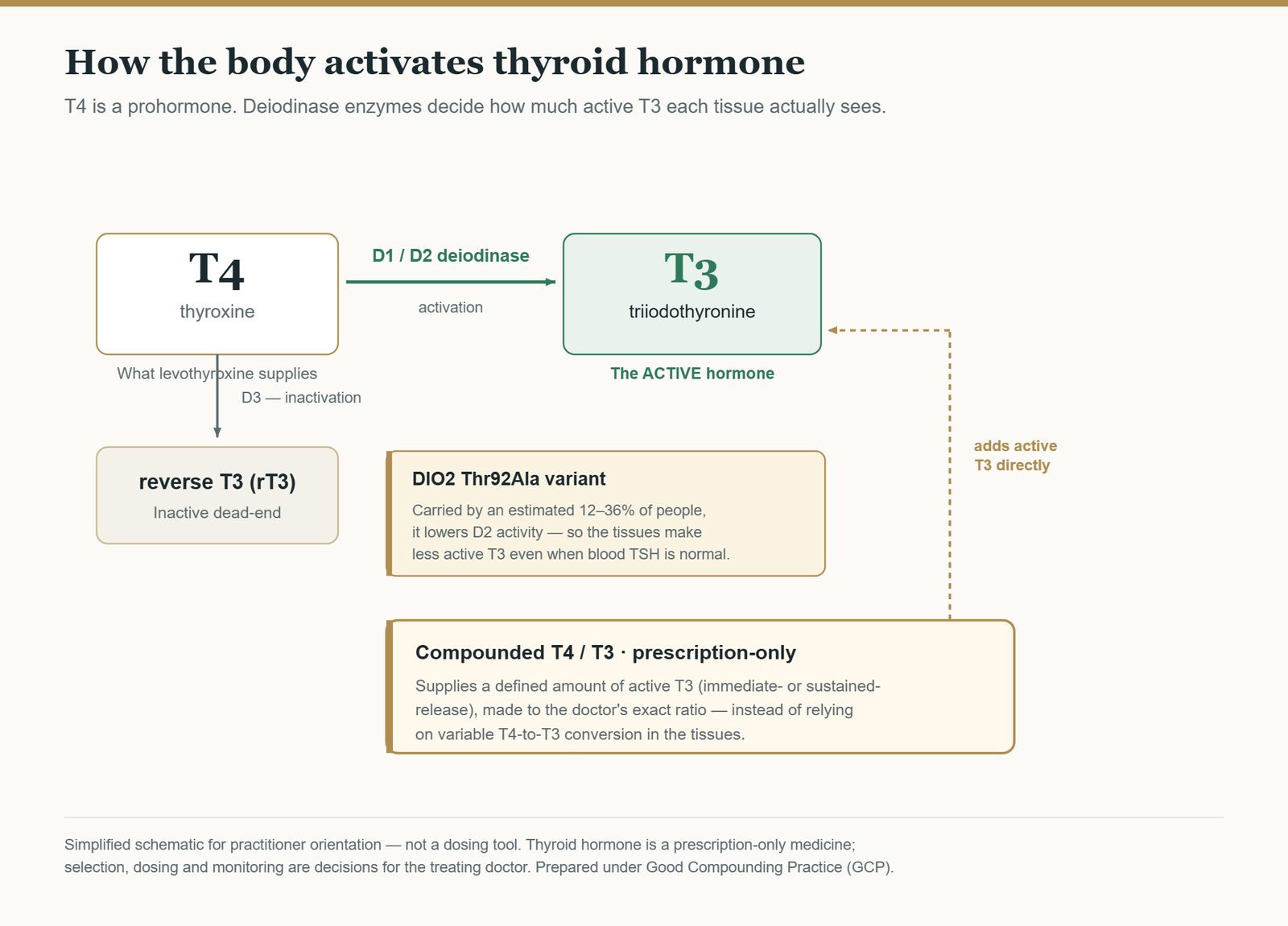 Diagram of thyroid hormone activation: T4 converted by D1 and D2 deiodinase to active T3, or by D3 to inactive reverse T3; the DIO2 Thr92Ala variant lowers D2 activity; compounded T4/T3 supplies active T3 directly.