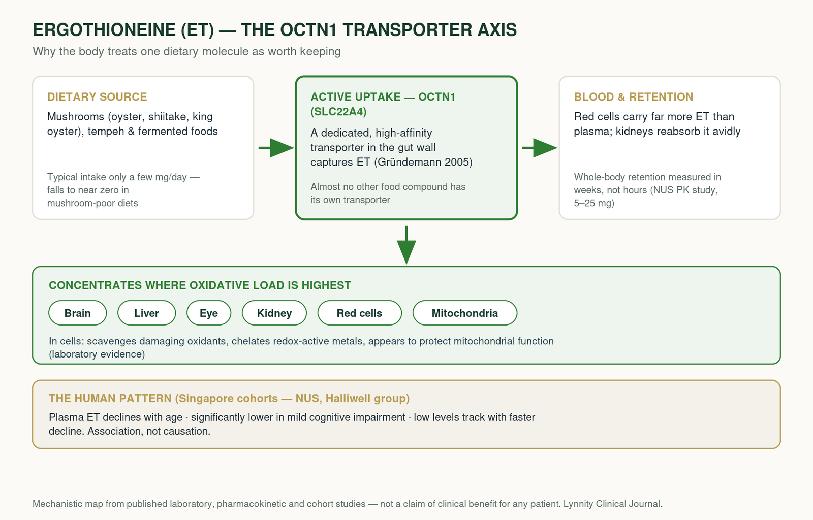 The OCTN1 (SLC22A4) axis — dietary ET actively absorbed, concentrated in high-oxidative-load tissues, retained for weeks; declines with age, lower in MCI (Singapore cohorts). Mecha
