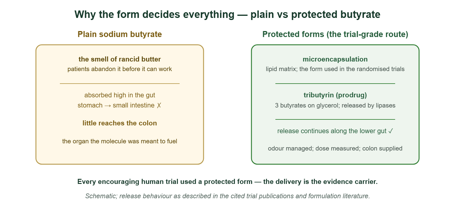 Diagram: plain sodium butyrate is absorbed high in the gut; protected forms (microencapsulation, tributyrin) release along the lower gut