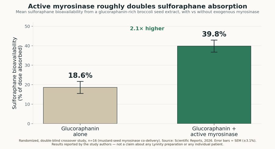 Bar chart: sulforaphane bioavailability from a glucoraphanin-rich broccoli seed extract was 18.6% without myrosinase and 39.8% with co-delivered active myrosinase, roughly a two-fold increase, in a randomized crossover study of 16 subjects.