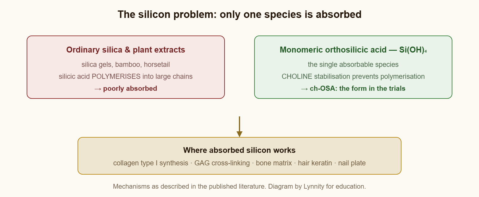Silicon absorption: polymerised silica poorly absorbed; choline-stabilised orthosilicic acid is the absorbable form used in trials