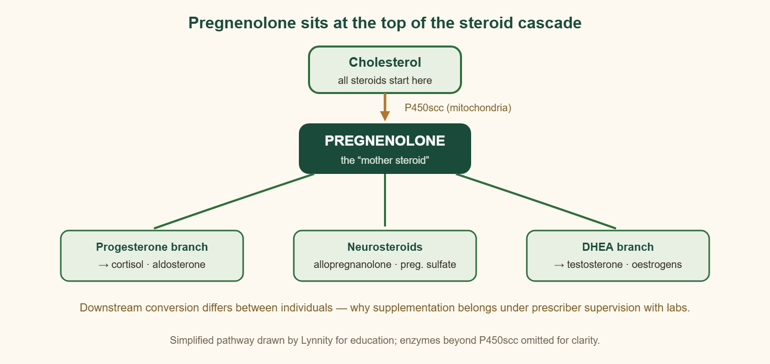 Diagram of the steroidogenesis cascade: cholesterol converts to pregnenolone, which feeds the progesterone branch, the neurosteroids and the DHEA branch