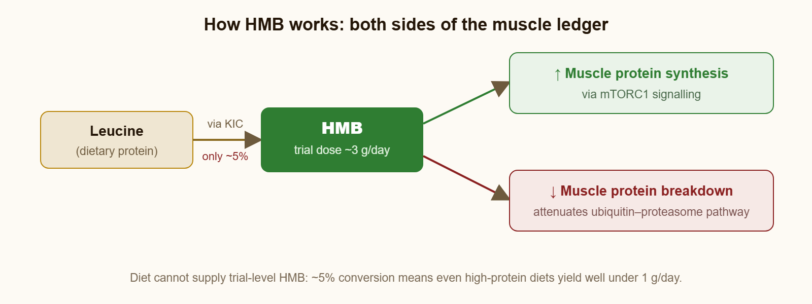 How HMB works: leucine converts via KIC to HMB, which increases muscle protein synthesis via mTORC1 and decreases breakdown via the ubiquitin-proteasome pathway